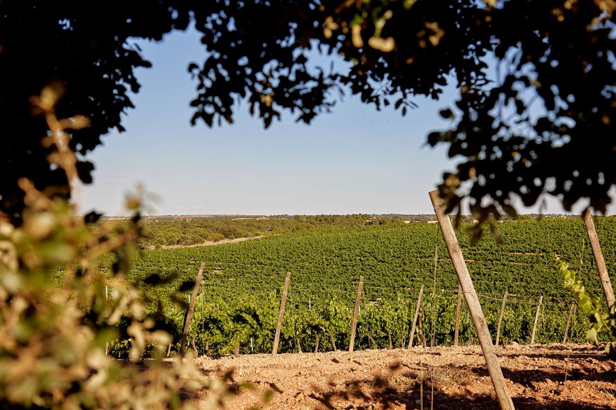 Viñedos de las bodegas Fariña