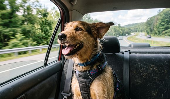 La DGT no deja lugar a dudas: si viajas con tu perro, estas son las formas de poder hacerlo correctamente y no tener problemas