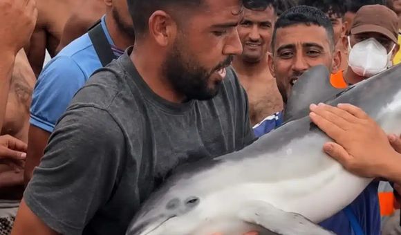 Un inmigrante irregular en Ceuta sostiene el cadáver de un delfín